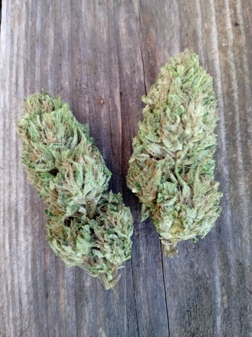 Fleurs de Chanvre CBD - SLASH MANGO -  5 g 